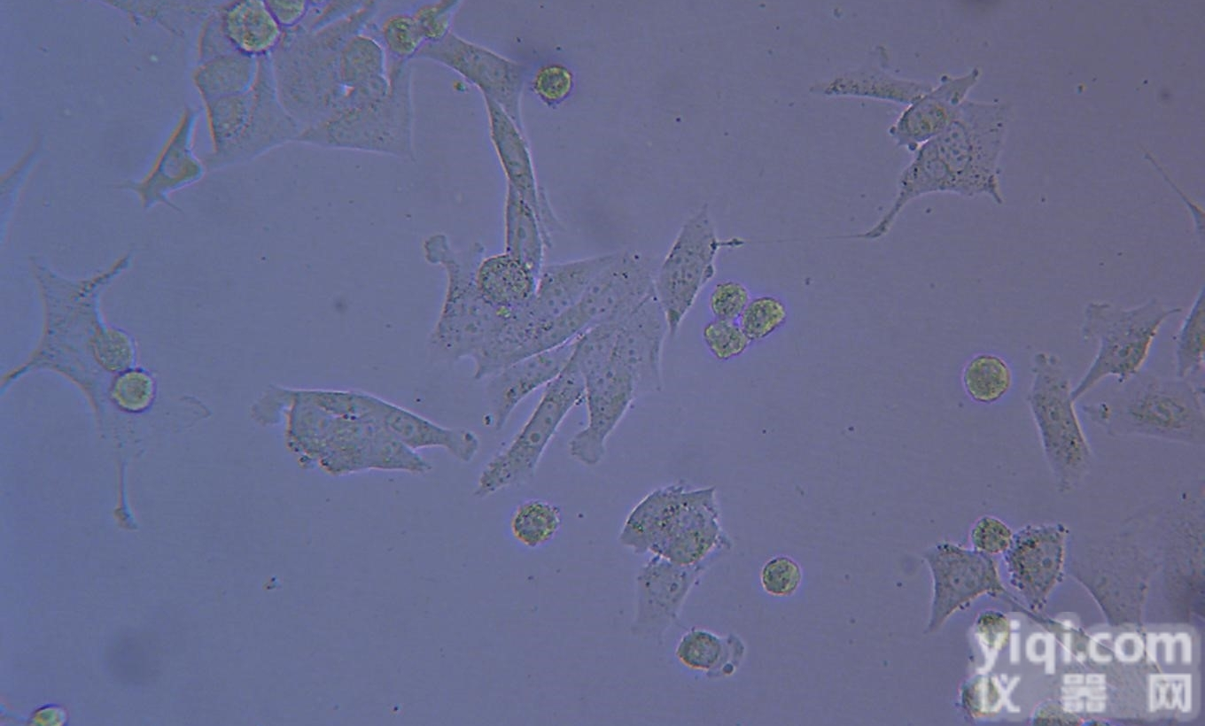 <em>PC14细胞</em><em></em>�<em></em>�<em></em>�<em>人肺癌细胞</em><em></em>