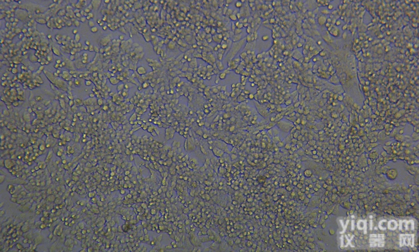 LLC<em>细胞</em>ATCC<em>小鼠</em>Lewis<em>肺癌</em><em>细胞</em>
