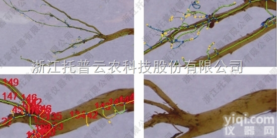 植物<em>根系</em><em>分析</em><em>系统</em>对作物间作<em>根系</em>的<em>分析</em>