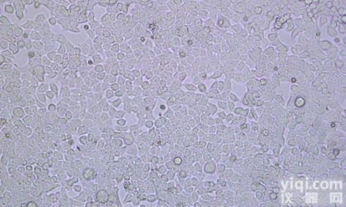 KB细胞，人<em>口腔</em>表皮样<em>癌细胞</em>，价格/<em>说明书</em>