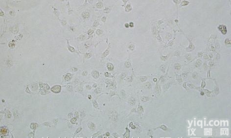 HEM<em>细胞</em>|美国Sciencell|人表皮黑<em>色素</em><em>细胞</em>-深<em>色素</em>