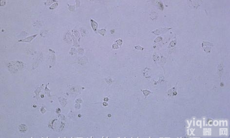 HAEC<em>细胞</em>|美国Sciencell|人<em>主动脉</em>内皮<em>细胞</em>