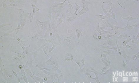 HOPC<em>细胞</em>|美国<em>Sciencell</em>|人少突<em>胶质</em>前体<em>细胞</em>
