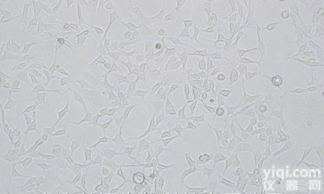SKMEL-2<em>细胞</em>|ATCC<em>引进</em>|人恶性黑色素瘤<em>细胞</em>