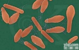 <em>白色</em>假丝<em>酵母</em>（<em>白色</em><em>念珠</em>菌）