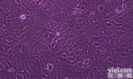 PG-4：猫<em>星形</em>脑<em>胶质</em><em>细胞</em>