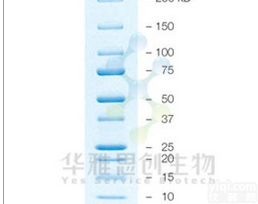 伯乐 <em>Precision</em> Plus <em>Protein</em>™ 全蓝...