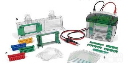 <em>Mini</em>-<em>PROTEAN</em> Tetra  伯乐电泳槽<em>Mini</em>-<em>PROTEAN</em> Tetra