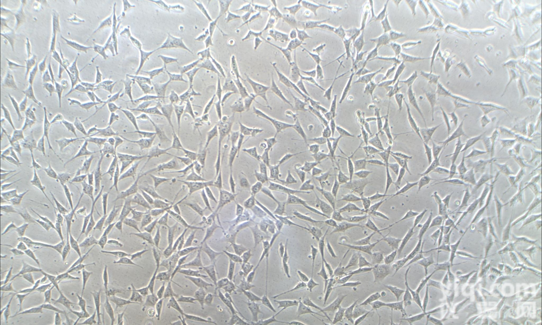 JRD351  稳转<em>细胞株</em>构建<em>技术服务</em>