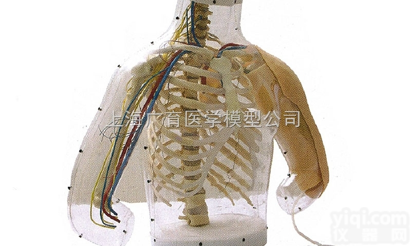 ZKD/H30  高级<em>上臂</em>肌肉<em>注射</em>及对比模型（带检测<em>警示</em>系统）