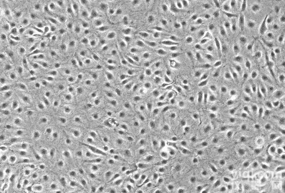 <em></em>H<em></em>B<em></em>V<em></em>S<em></em>M<em></em>C<em></em>�<em></em>�<em></em>�<em></em>�<em></em>�<em></em>�<em></em>|<em>美国Sciencell</em><em></em>|<em></em>�<em></em>�<em></em>�<em></em>�<em></em>�<em></em>�<em></em>�<em></em>�<em></em>�<em></em>�<em></em>�<em></em>�<em></em>�<em></em>�<em></em>�<em></em>�<em></em>�<em></em>�<em></em>�<em></em>�<em></em>�<em></em>�<em></em>�<em></em>�<em></em>�<em></em>�<em></em>�<em></em>