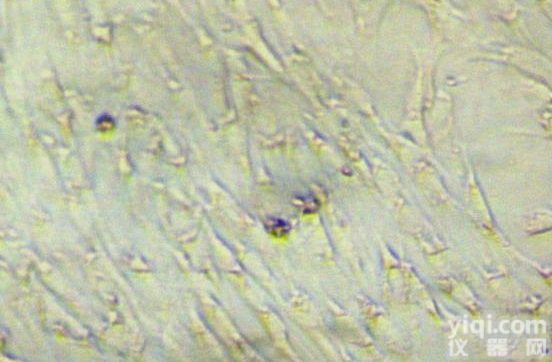JRD241  原代细胞<em>分离</em>与鉴定<em>实验</em>外包