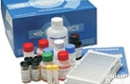 大鼠阿<em>立新</em>A（OrexinA）ELISA<em>试剂盒</em><em>实验</em>