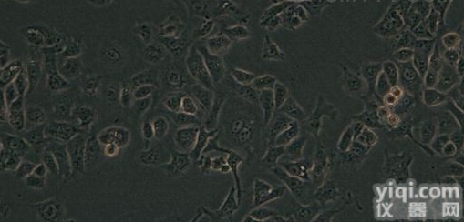 <em>H/RB-M人膀胱癌细胞</em>