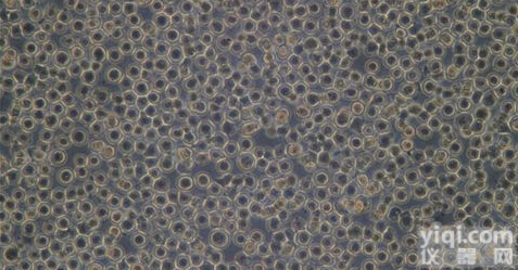 NCI-H1650人非小细胞肺<em>癌细胞</em>/人肺<em>支气管</em><em>癌细胞</em>