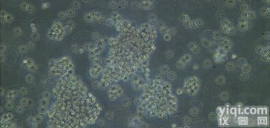 SHG-44（SHG44）人<em>胶质</em>瘤<em>细胞</em>，人<em>星形</em><em>胶质</em><em>细胞</em>瘤<em>细胞</em>