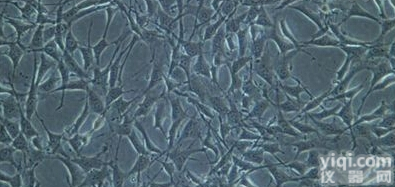 FTC-133<em>甲状腺癌</em><em>细胞株</em>