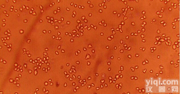 CCD-18Co<em>正常人</em><em>结肠</em>组织<em>细胞</em>