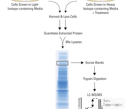 JRD260  <em>iTRAQ</em><em>定量</em><em>蛋白</em>质组学