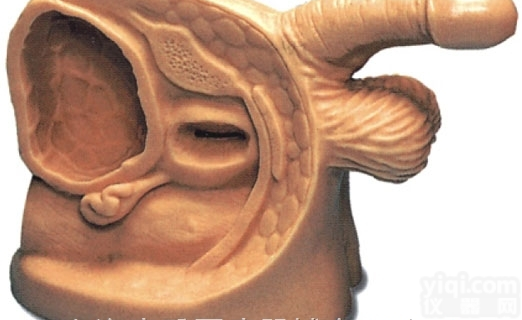 KAJ/A1  高级男性<em>导尿</em>外<em>生殖器</em>模型，男性<em>生殖器</em>模型