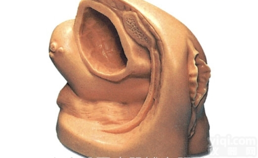KAJ/E2  高级女性<em>导尿</em>外<em>生殖器</em>模型，女性<em>生殖器</em>模型