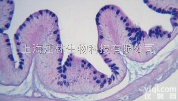 PAS<em>染色</em>（过碘酸雪夫<em>染色</em>）检测<em>技术服务</em>