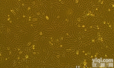 GIST-T1<em>细胞</em>；<em>胃肠道</em>间质瘤<em>细胞</em>