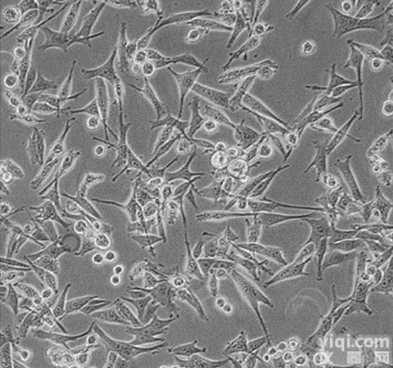 HuCCT1<em>细胞</em>；<em>胆管</em>上皮癌<em>细胞</em>