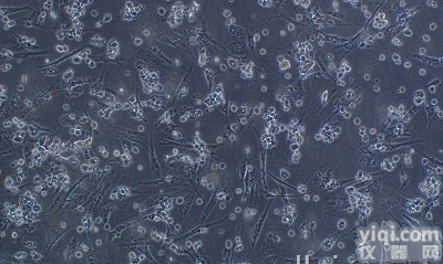 FTC-133<em>细胞</em>；<em>甲状腺癌</em><em>细胞</em>株