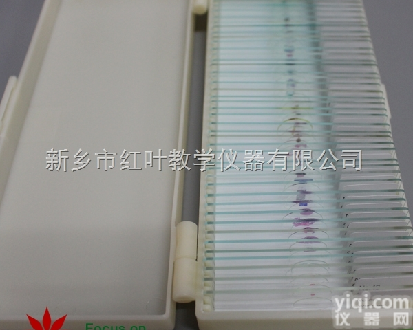 包邮 50片套装切片 <em>玻片</em><em>标本</em>  普教 50片装 双语标签 教学切片标