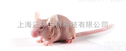 SPF级裸鼠<em>模型</em><em>构建</em><em>技术服务</em>