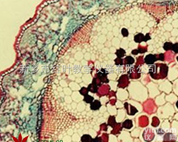 110  <em>中草药</em>类生物切片套装　<em>中草药</em>定制切片11片　<em>中草药</em>定制切片