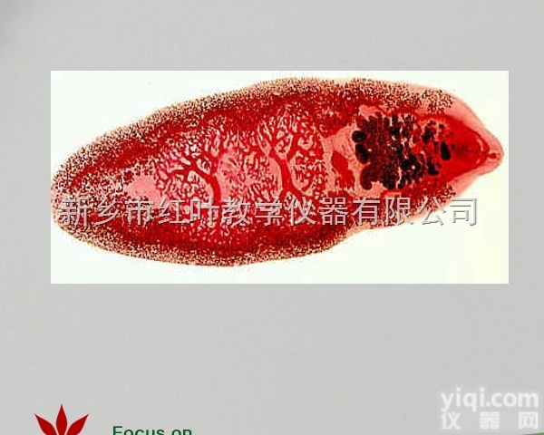 <em>寄生虫</em> 布氏姜片虫 <em>寄生虫</em><em>切片</em> 姜片虫装片