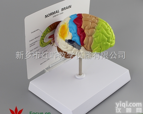 脑<em>模型</em> 脑功能区域<em>模型</em> <em>解剖</em><em>模型</em> 人体大脑<em>解剖</em><em>模型</em> 教用医用