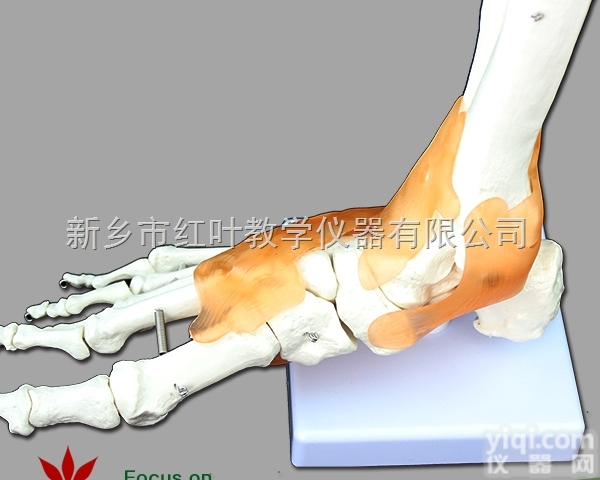 人体<em>踝关节</em>模型 脚关节模型 一比一脚掌骨 自然大脚<em>踝关节</em>模型