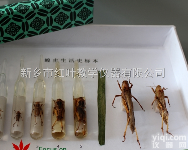 动物<em>标本</em> <em>昆虫</em><em>标本</em> <em>昆虫</em>成长史 教学用<em>昆虫</em><em>标本</em>  教学<em>标本</em> 观察