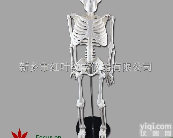 带脊神经 人体<em>骨骼</em>骨架<em>模型</em> 85cm <em>骨骼</em><em>模型</em> 医用美术专业标准