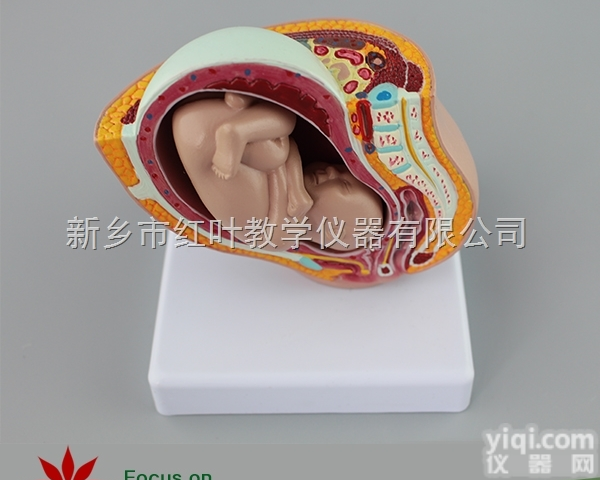 小型妊娠胎儿<em>模型</em> 人体拼接<em>模型</em> 妊娠<em>胚胎</em>发育全过程