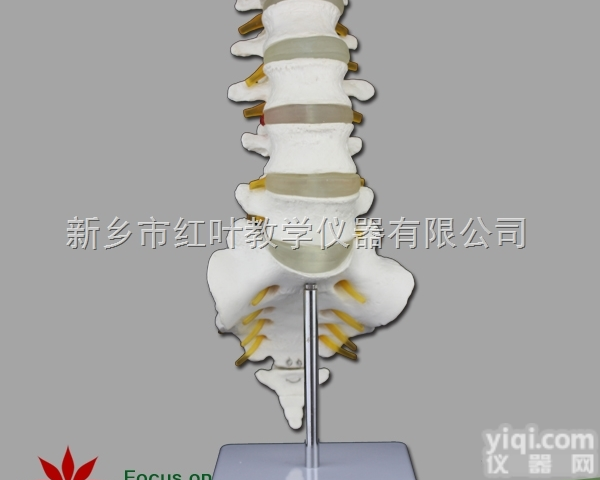 腰椎带<em>骶骨</em><em>模型</em> 五节腰椎带神经 脊柱<em>模型</em> 骨科<em>模型</em>