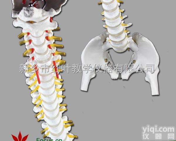 自然大脊椎带盆骨腿骨模型  <em>医学</em>专用 <em>教学模型</em>