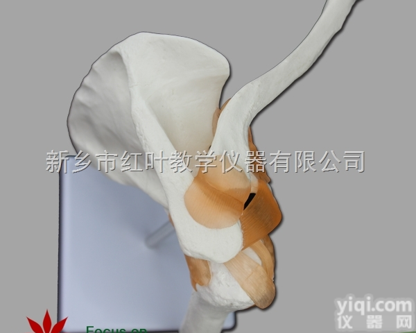 功能<em>肩关节</em>模型带韧带 骨架模型 人体骨骼 <em>教学模型</em> 肩胛骨模型