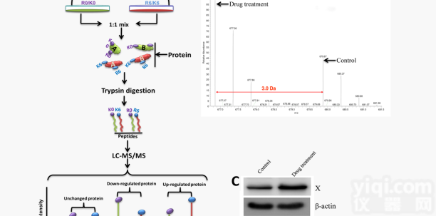 JRD230  <em>SILAC</em>组学<em>技术服务</em>