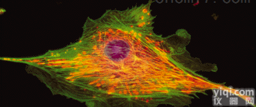 JRD251  <em>免疫</em><em>荧光</em>IF<em>实验</em>外包