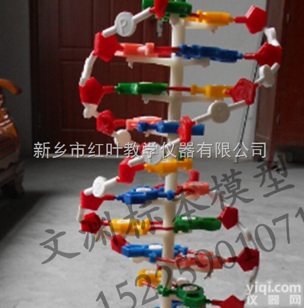 DNA<em>模型</em><em>双螺旋</em>结构 带底座 60公分 碱基对遗传基因 生物教学仪器