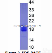 IL4  <em>白介素</em>4（IL4）真<em>核蛋白</em>