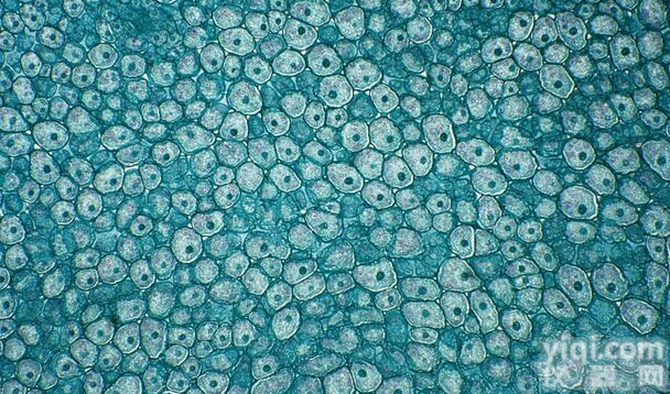 RAMOS  RAMOS<em>细胞</em>，栩冉<em>细胞</em>代理，人B淋巴瘤<em>细胞</em>