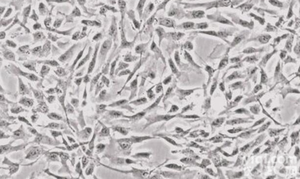 A-253细胞， <em>粘液</em><em>表皮</em>样癌；粘<em>表皮</em><em>癌细胞</em>