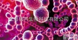 C3A细胞,人<em>肝癌</em>细胞，<em>细胞株</em>，<em>细胞系</em>