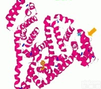 <em>BOVOGEN</em>  <em>BOVOGEN</em> |澳洲进口BSA牛<em>血清</em>白蛋白