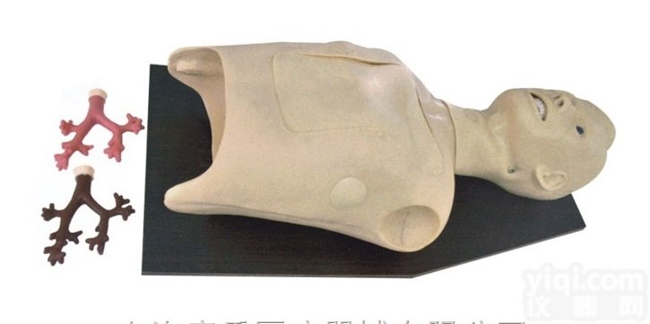 KAJ/LV49  <em>支气管内窥镜训练模型</em>